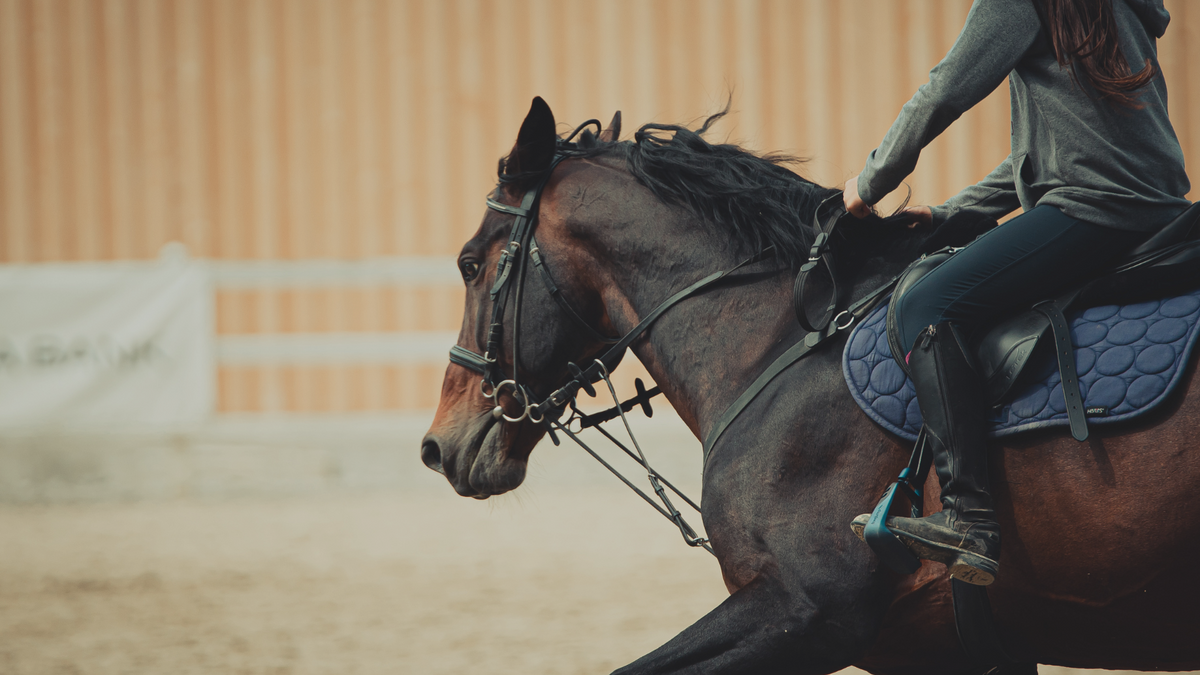 Laser Stride | Cold Laser Equine Therapy