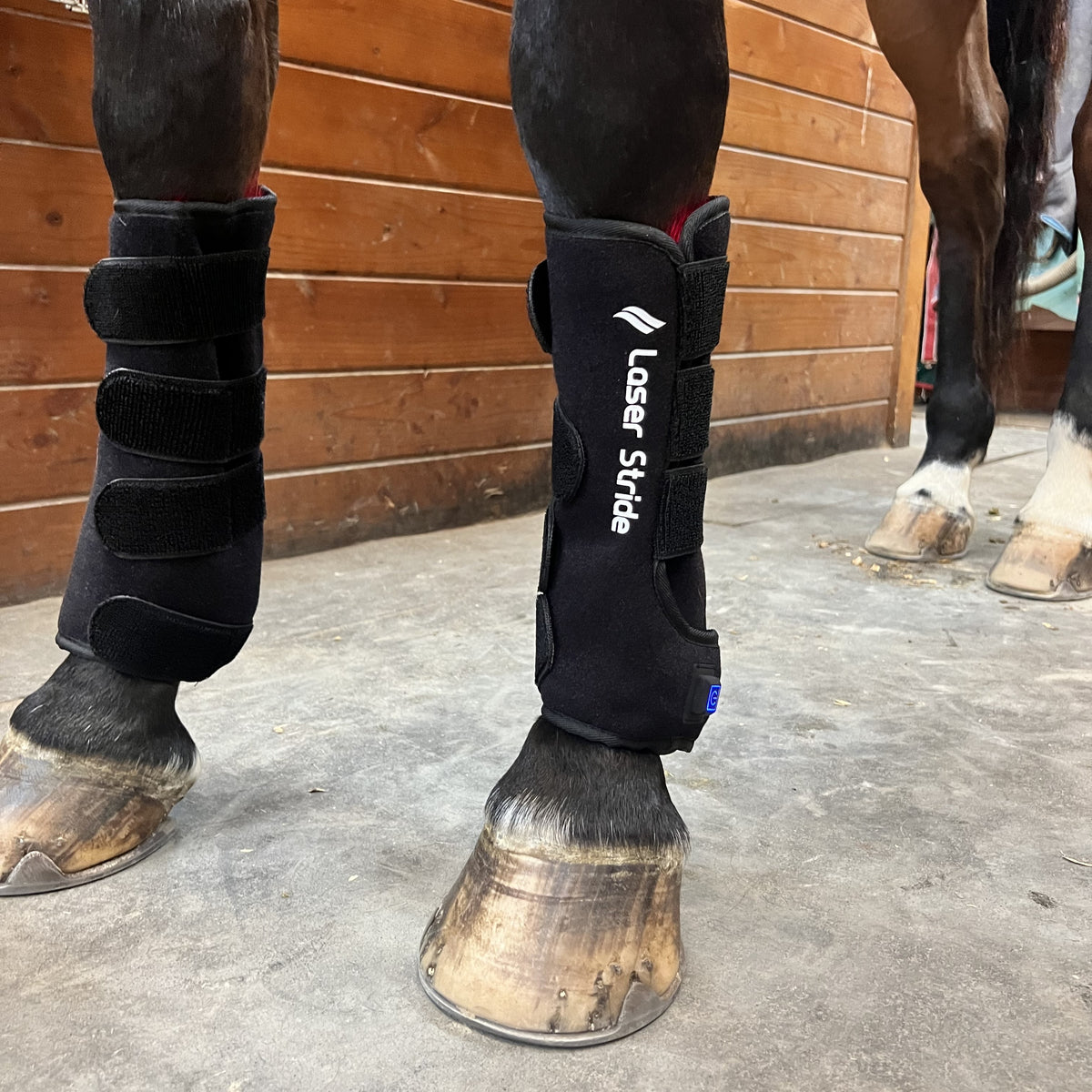 Laser Stride | Cold Laser Equine Therapy